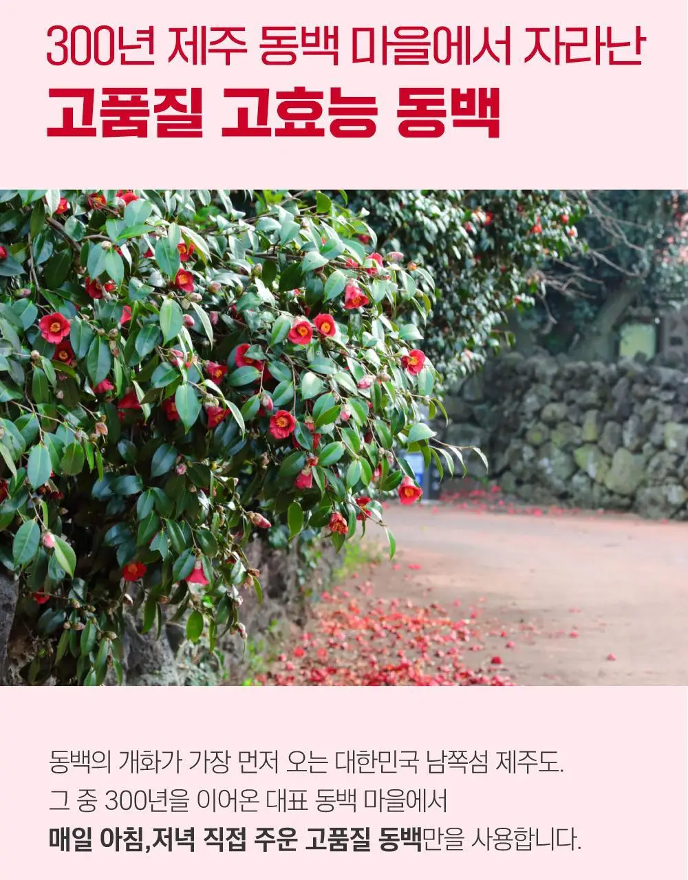 [브이라인/탄력케어] 라운드랩 동백 딥 콜라겐 브이 리프팅 겔 마스크 1매 상세페이지 17